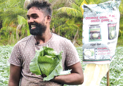 නුවරඑළියේ ගෝවා අනුරාධපුරයේ සාර්ථකව වගා කරයි 1 Iri News image 6 Iri News